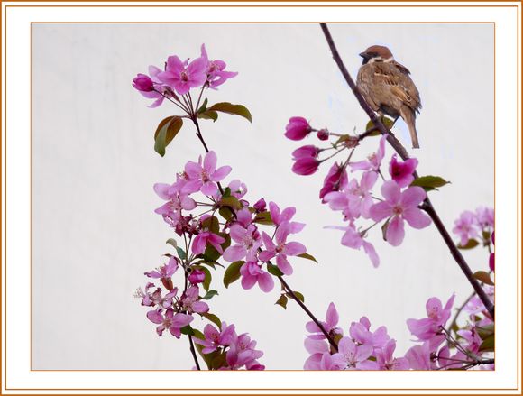   訪沈陽市養老院