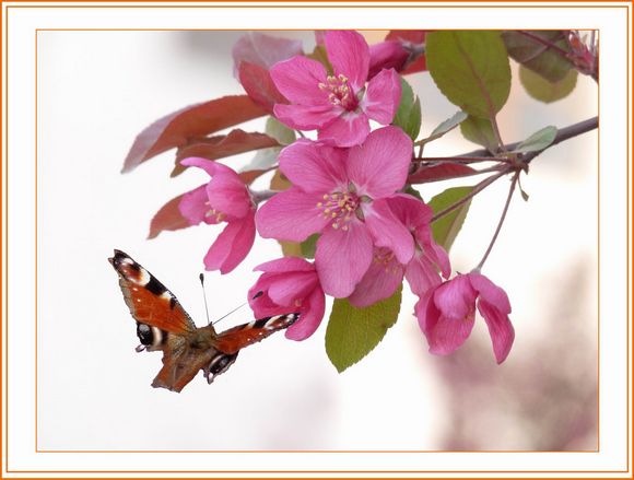   訪沈陽市養老院